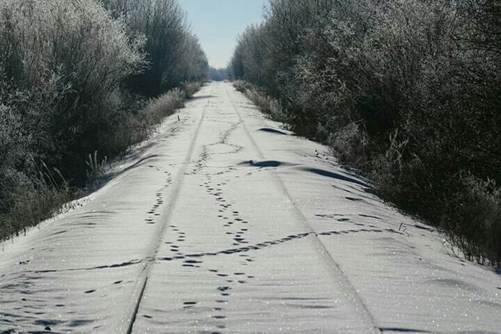 Deer tracks