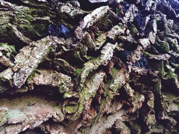 Close-up of tree trunk