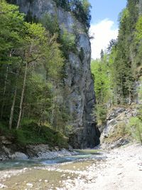 Scenic view of forest