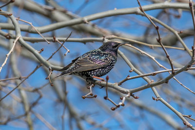 Close-up of bird perching on branch