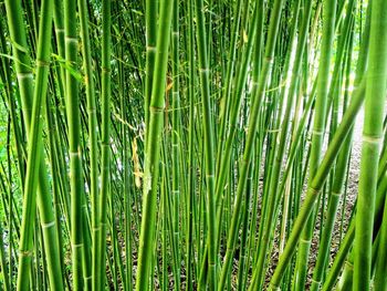 Full frame shot of grass