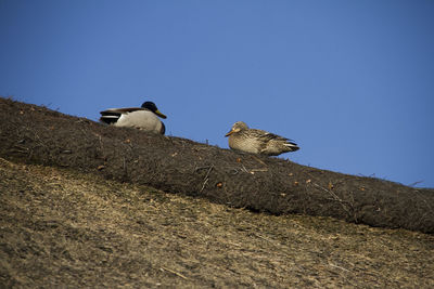 Low angle view of bird perching against clear blue sky