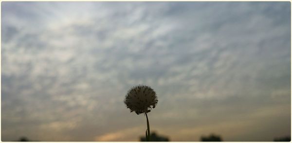 Low angle view of dandelion against cloudy sky