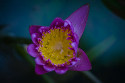 Close-up of pink rose flower