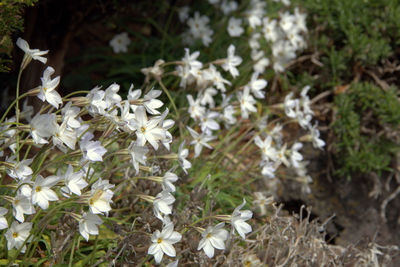 Close-up of white flowers blooming in field