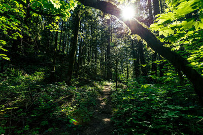 Sunlight streaming through trees in forest