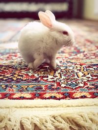 Close-up of rabbit relaxing on rug