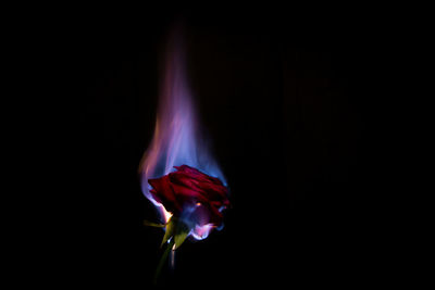 Close-up of rose flower against black background