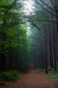 Footpath amidst trees in forest