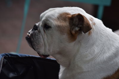 English bulldog watches owner patiently, hoping for a morsel of food.