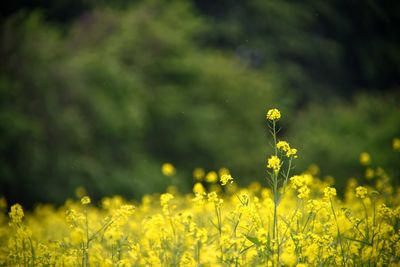 Close-up of yellow flowering plants on field