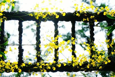 Close up of yellow flowers