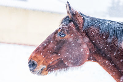 A horse in a paddock on a windy winter day. visible snowflakes, wind and frost. close up of the head