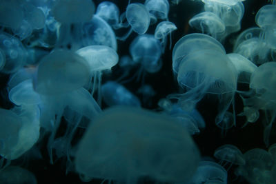 Close-up of jellyfish in sea