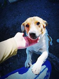 High angle view of person with dog