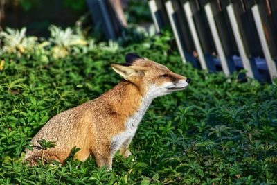 Side view of a dog on field