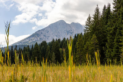 Scenic view of trees in forest against sky