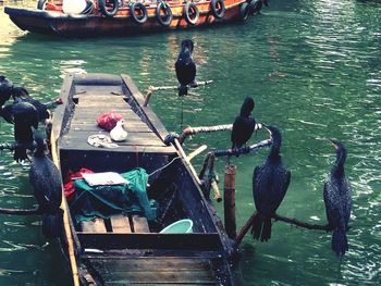 High angle view of swans on lake