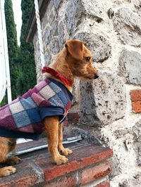 Close-up of dog looking at camera