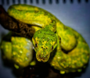 Close-up of green leaf