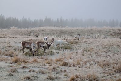 Reindeers on field