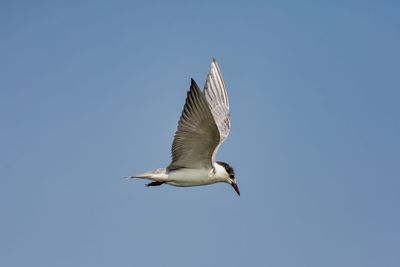 Low angle view of bird flying against clear blue sky