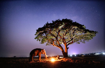 Tree on field against sky at night