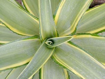 Close-up of succulent plant leaves