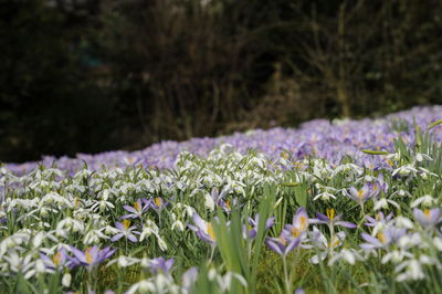 Close-up of crocus blooming on field