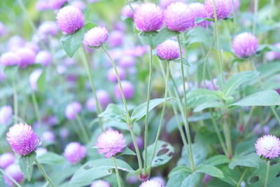 Close-up of pink flowering plants