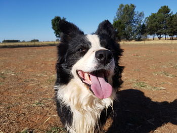 Close-up of dog on field against sky
