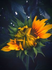 Close-up of yellow flowering plant