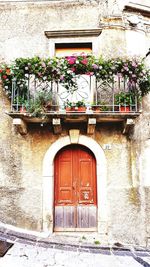 Potted plant on window of building