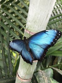 Close-up of butterfly on leaf