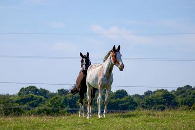 Horse on field against sky