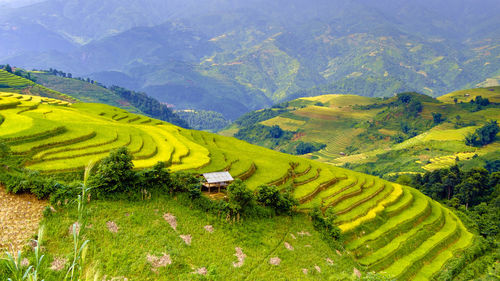 Scenic view of rice field against sky