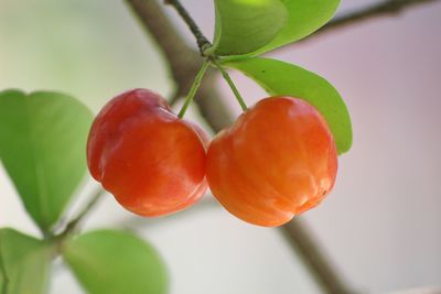 Close-up of cherries on tree