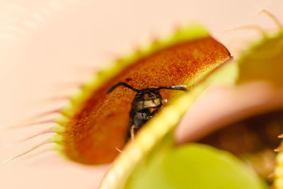 Close-up of insect on leaf