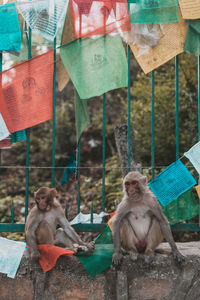 Monkeys sitting on retaining wall under praying flags
