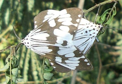 Close-up of butterfly on plant