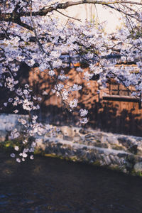 Cherry blossom tree by water