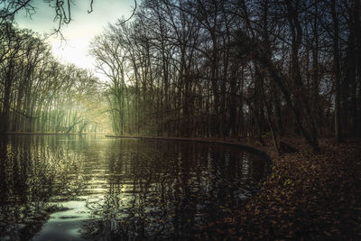 Full frame shot of wet trees