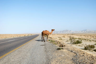 Horse cart on road