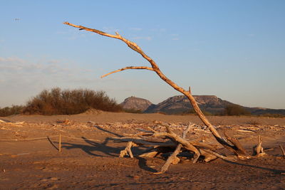 Driftwood on sand against sky