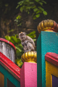 Monkey sitting watching people 