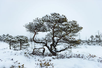 Tree on snow covered landscape against clear sky