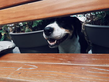 Close-up of dog looking away