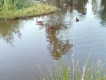 View of ducks swimming in lake