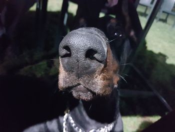 Close up of plant against blurred background