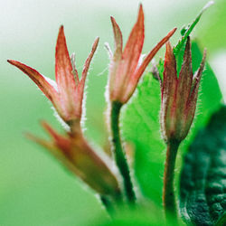 Close-up of plant